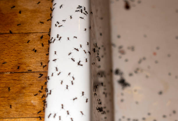 Best Local Pest Control Services  in Orland Hls, IL